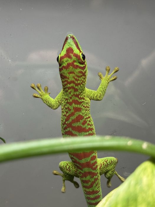 Dniowka madagaskarska