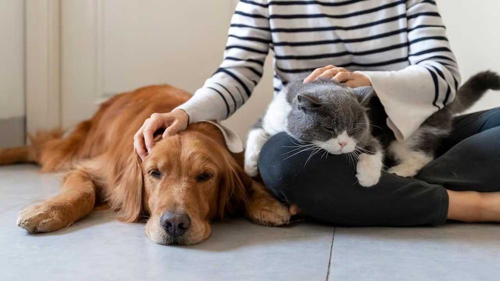 Dog & Cat Sitting / Trusted Care for Your Dog and Cat