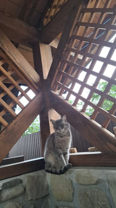 Шукає дім чудова киця! Кіт котик