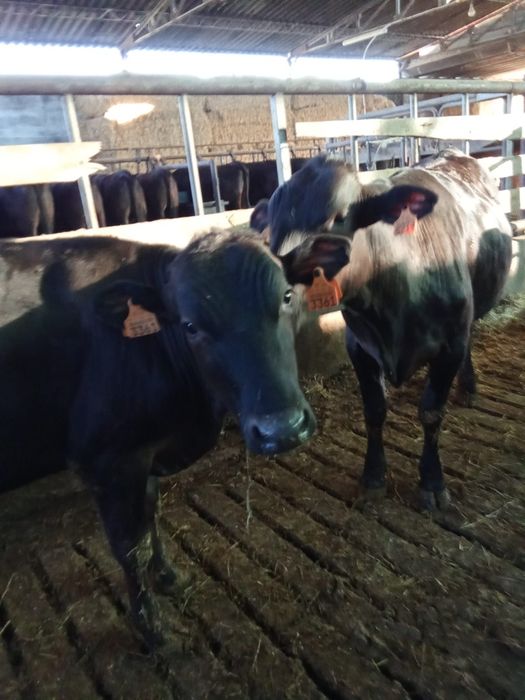 Novilhos castrados Wagyu Puros – com 10/14 meses