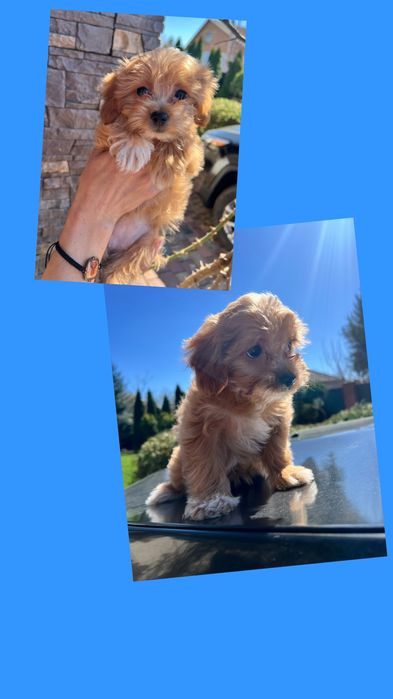 Маленька  дівчинка  мальтіпу