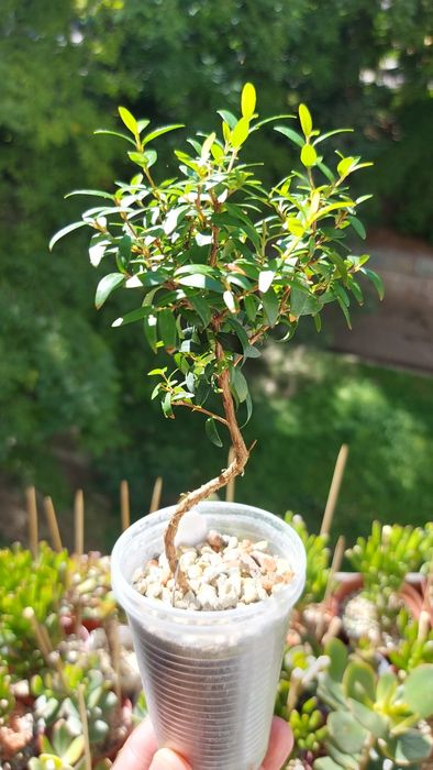 Мирт цветущий на штамбе под бонсай.