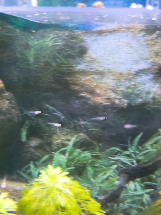 Guppys Bebes Variados