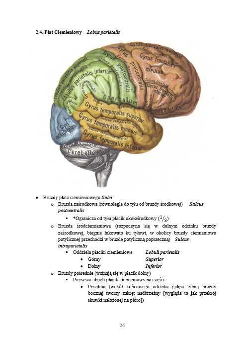 Notatki Anatomia WUM Lekarski