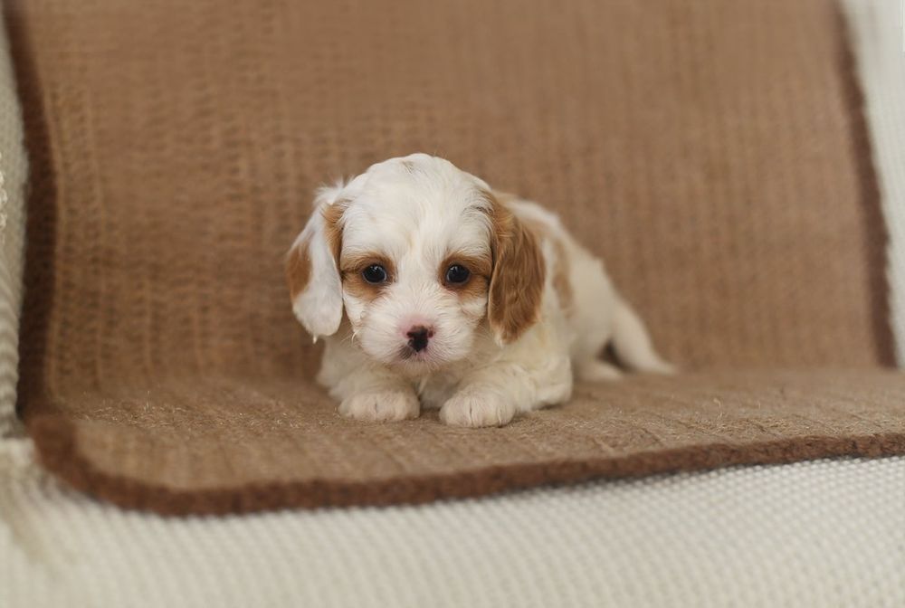 Cavapoo  gotowy do odbioru
