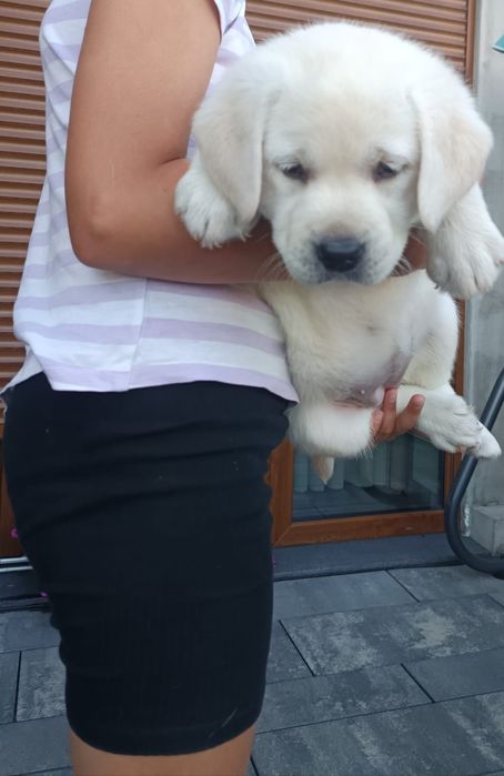 Labrador retriever biszkoptowy szczeniak  GOTOWY DO ODBIORU