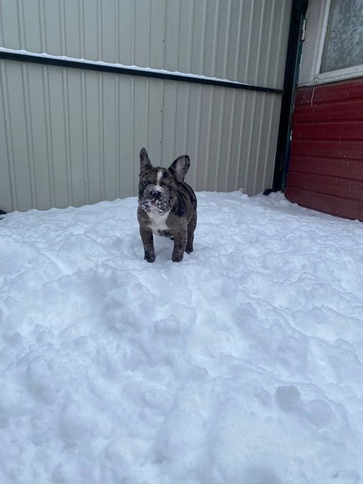 Красуня французский бульдог