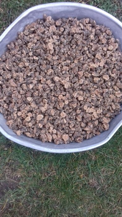 Продам калгана корень (лапчатка прямостоячая).