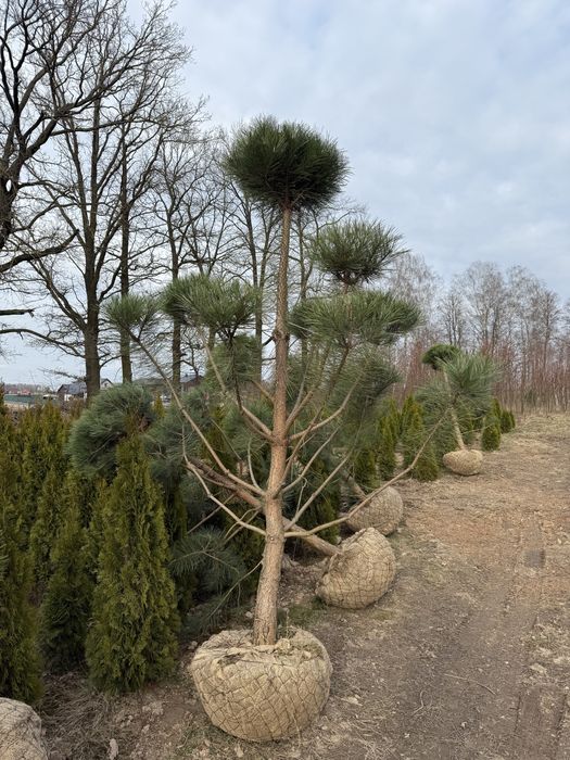 Bonsai Sosna czarna formowana 3m