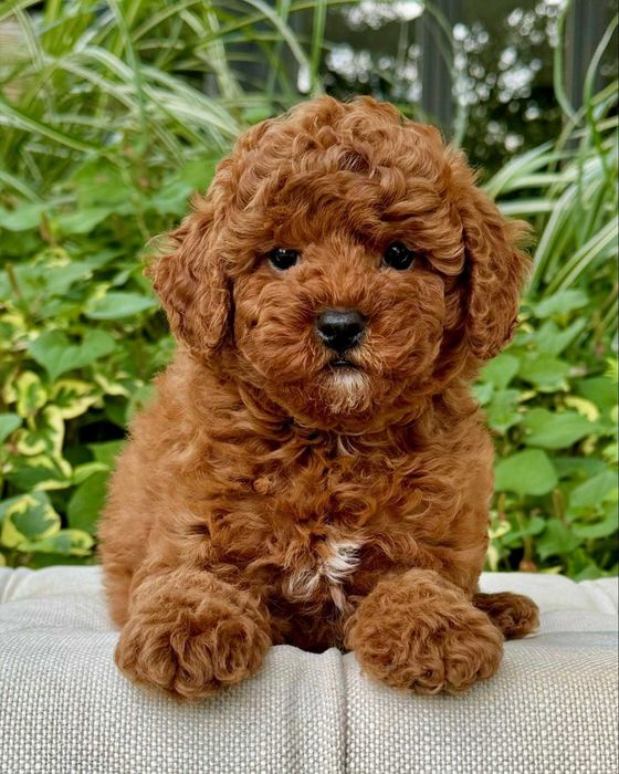 Poodle disponível