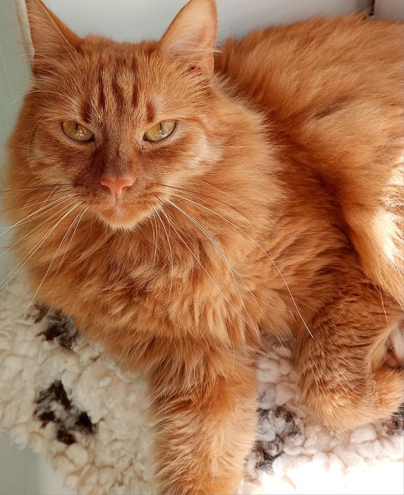 Oddam kota w dobre ręce