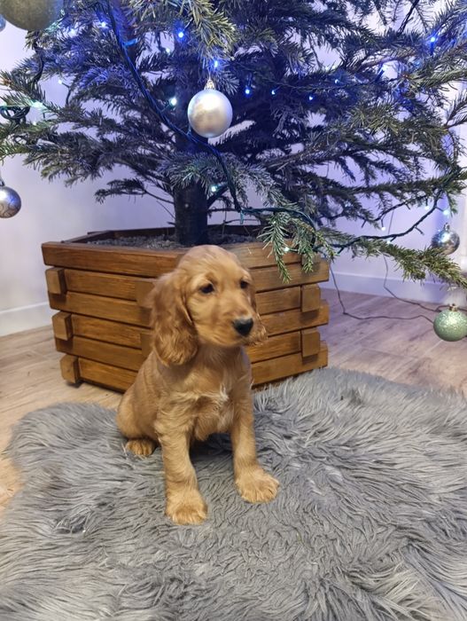 Cocker spaniel angielski