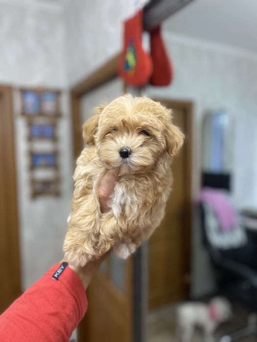 Мальтіпу (мальтипу) гарні цуценята