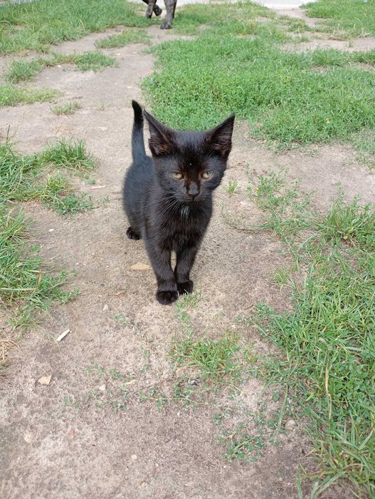 Kotek do adopcji