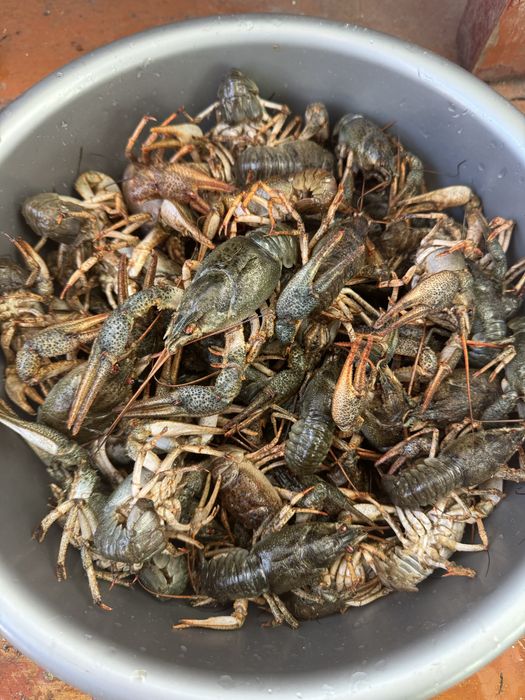 Шукаю поставщиків раків на постійній основі в Київській області