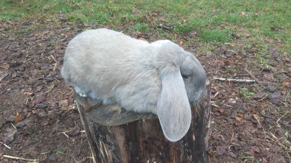 Baran francuski samice