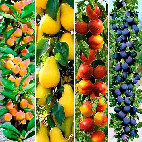 Саджанці колоновидних дерев.Черешня, Груша, Яблоня, Персик, Слива..