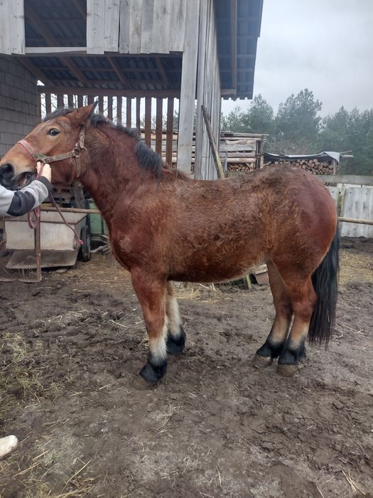 Sprzedam klacz zimnokrwistą