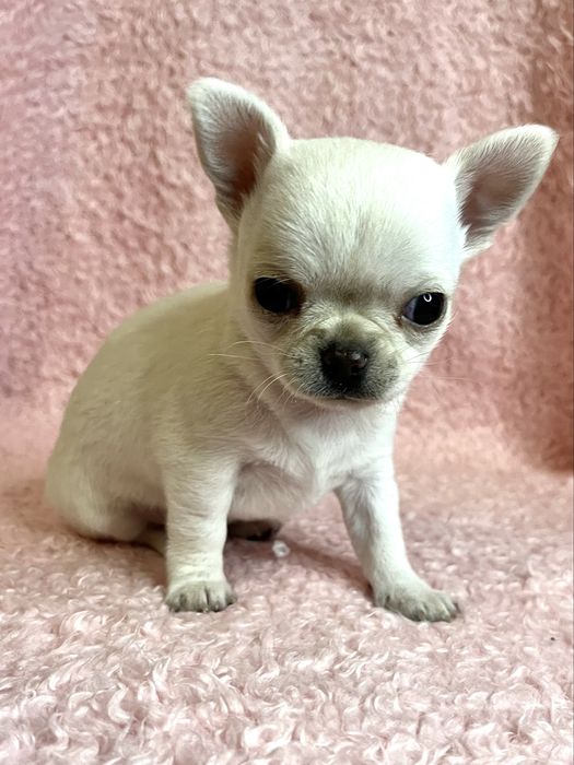 Chihuahua Femea Super Pequenina