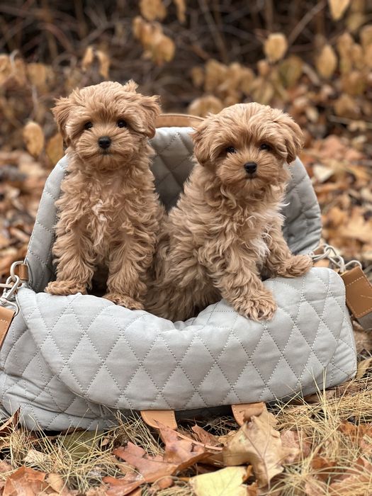 Лучшие подарки это Мальтипу!!!