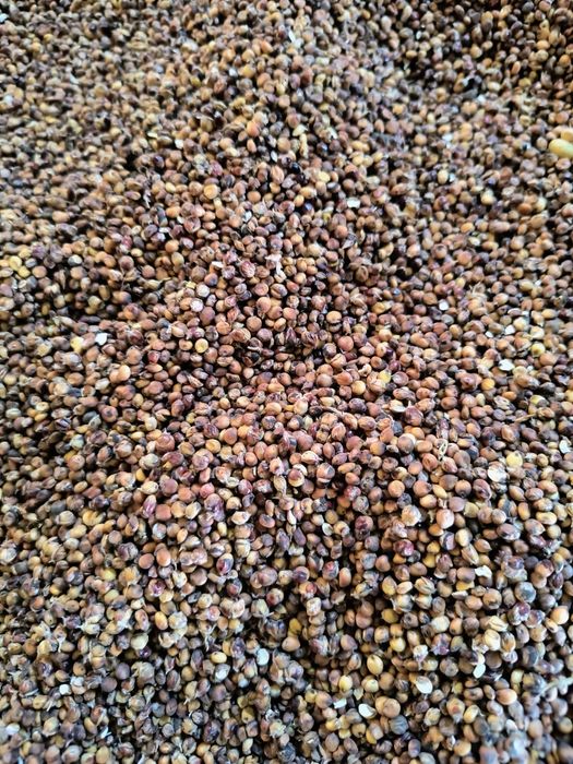Sorgo Czerwone Lupus  Przeczyszczone
