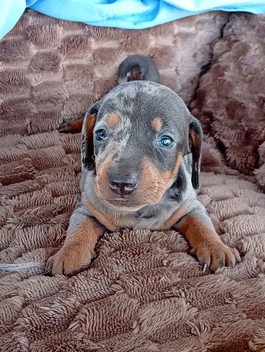 Teckel kaninchen Merle blue