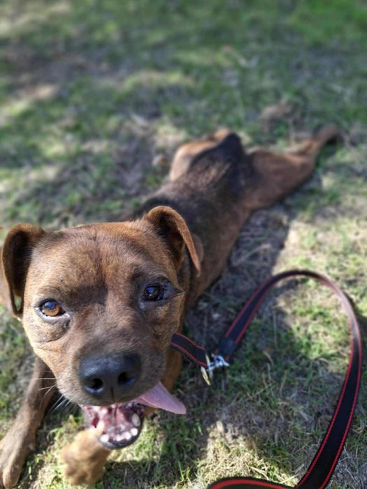 Oddam za darmo- Ravelek szuka domu