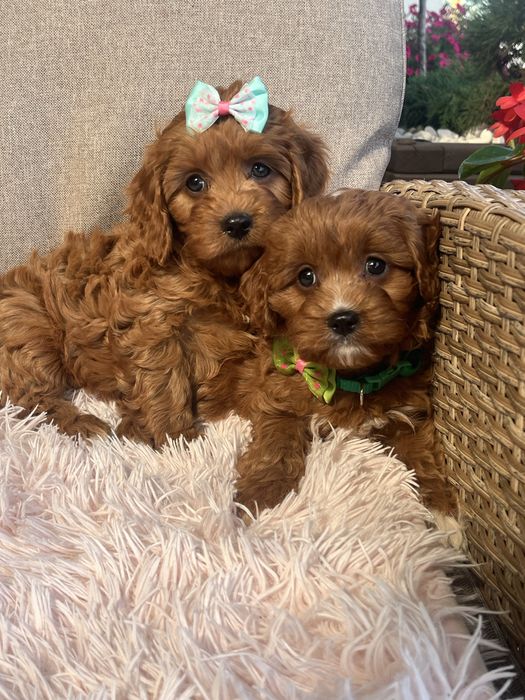 Cudowna suczka cavapoo do odbioru