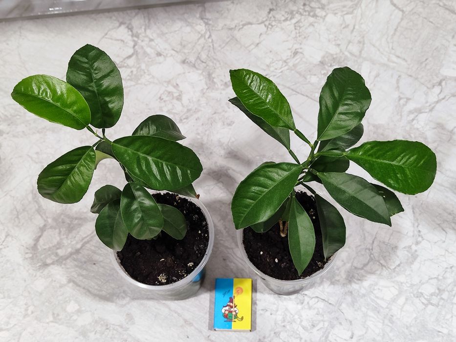 Мандаринове дерево кімнатна рослина фрукти цитрусові розсада