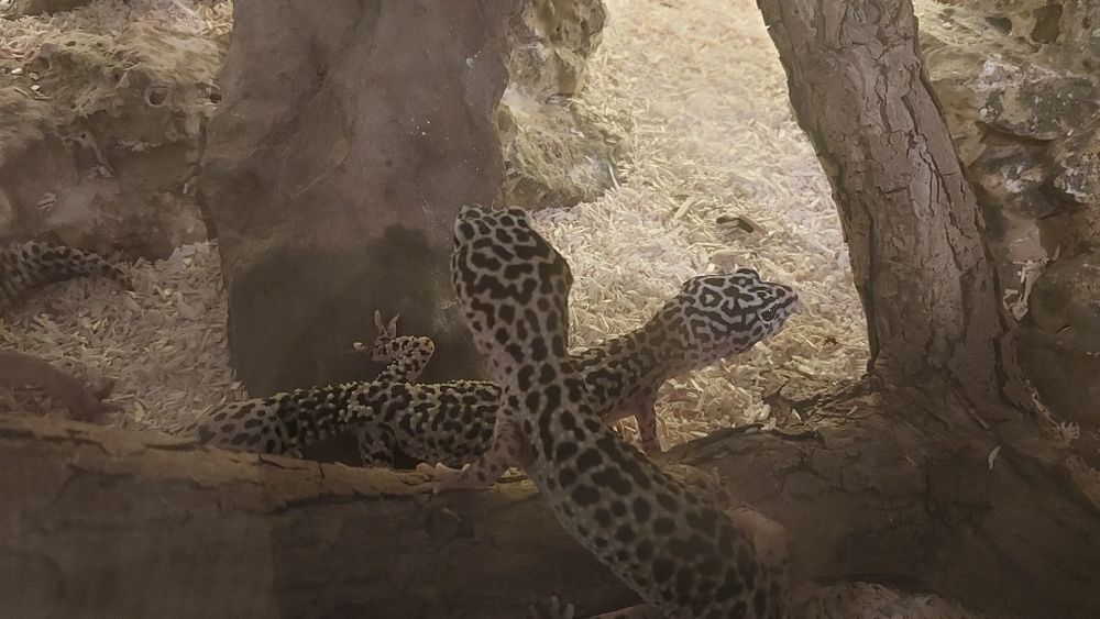 gekony lamparcie