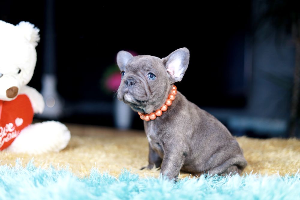 Buldog Francuski Suczka Blue