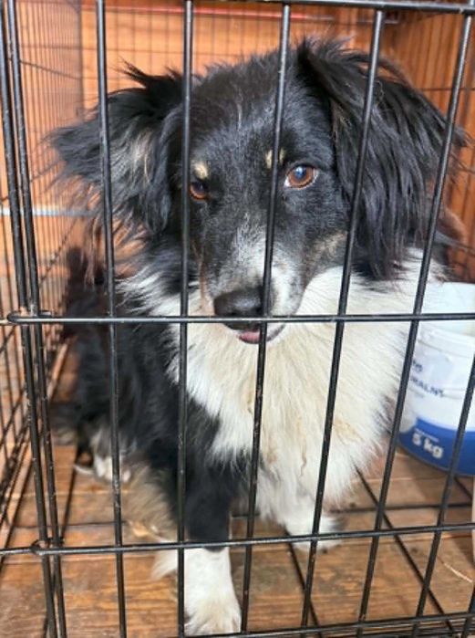 Border Collie mix szuka domu schronisko Zgierz -aktualne