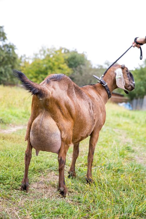 Англо-нубійскі кози