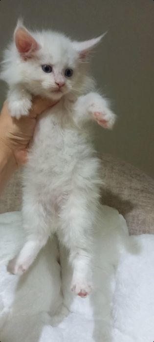 Величественный котик породы Мейн-кун — харизма,