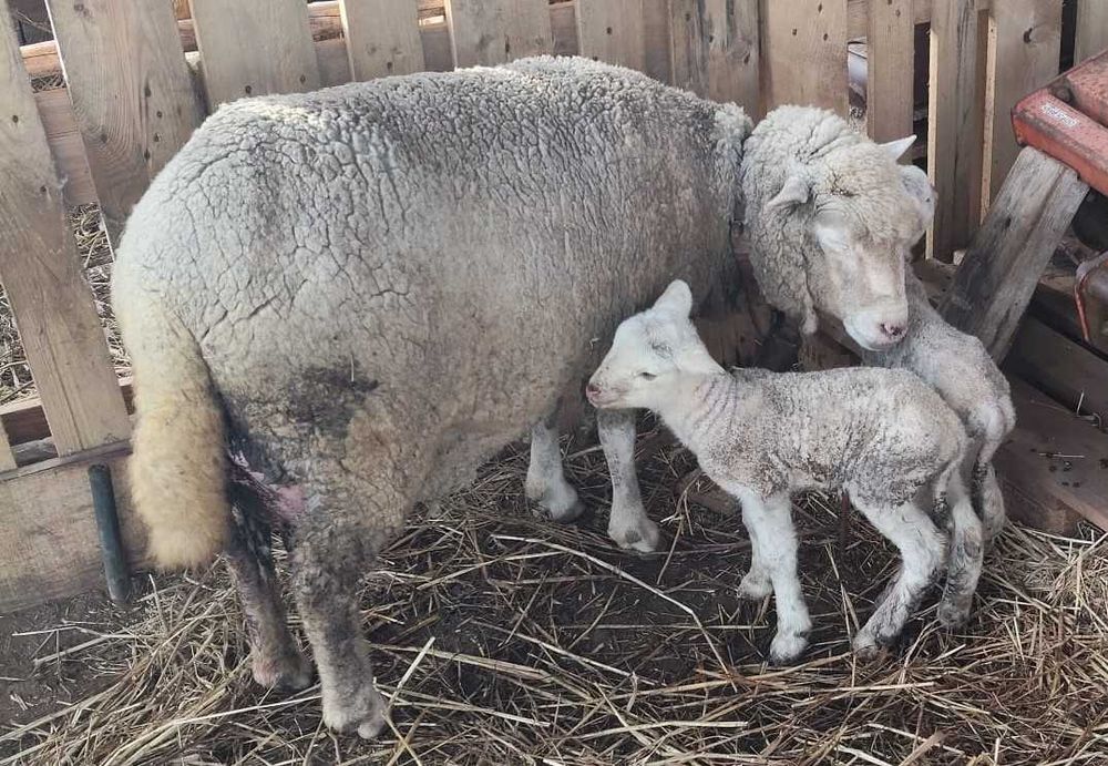 Casal de ovelhas + 2 crias