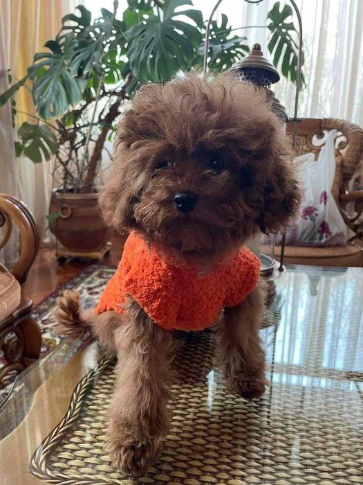 Жилеты, свитера, кофты для собак, кошек, котят. Одежда на сфинкса