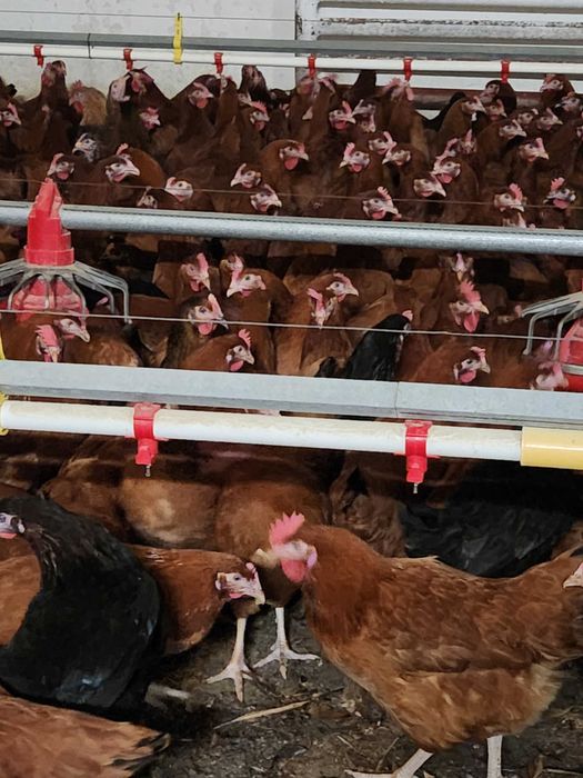 Kury nioski młode Rosa Leghorn Messa z pierwszym jajkiem. Dowóz Gratis