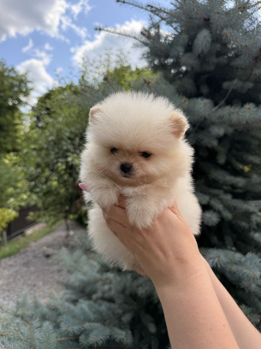 Хлопчики померанчики