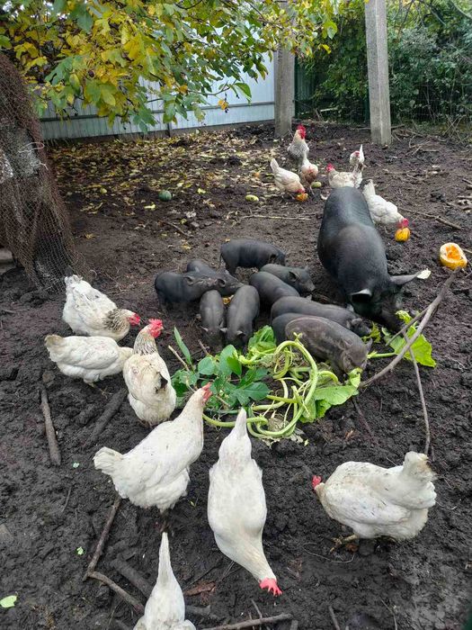 Продам поросят породи Кармал