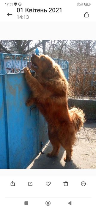 Тібецький мастіф  дівчинка