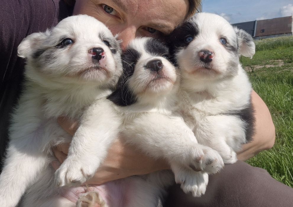 Border collie piesek