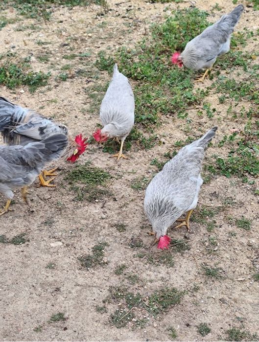 Ovos Rhode islandês e Leghone Isabela