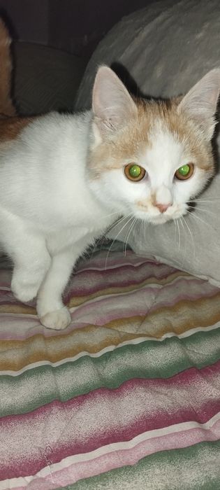 віддам у добрі руки кішку