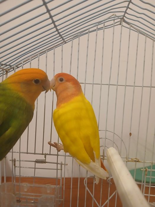 Agapornis Roseicollis