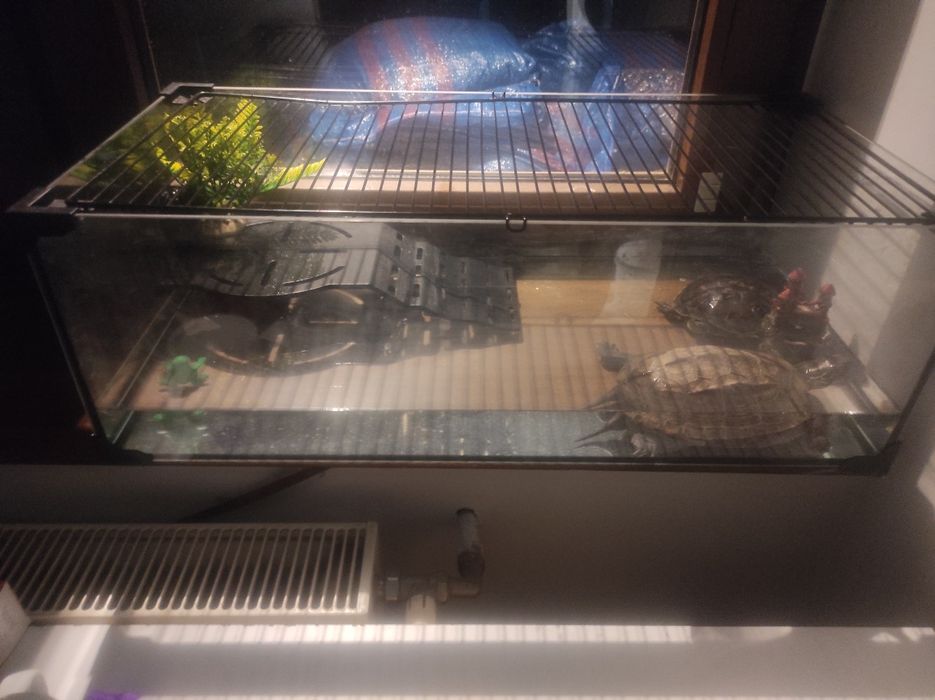 Akwarium dla żółwi