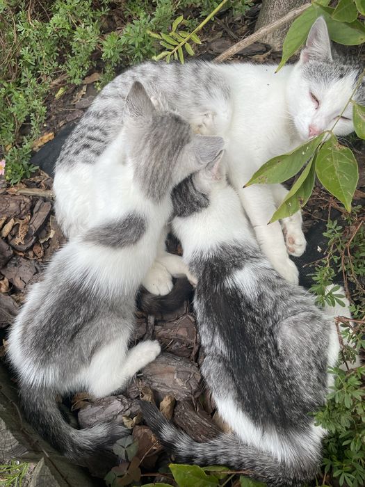 Małe kotki, wolne dwa biało szare (3-6 zdj.)
