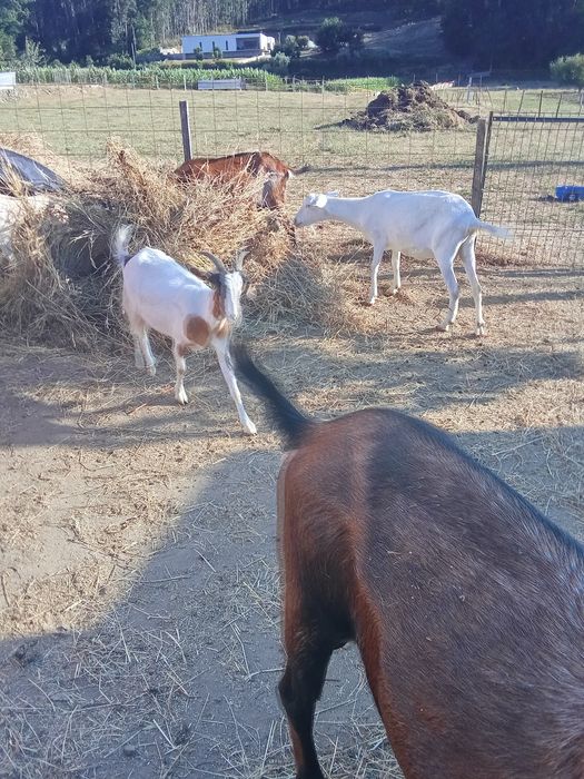 Cabras disponíveis para venda