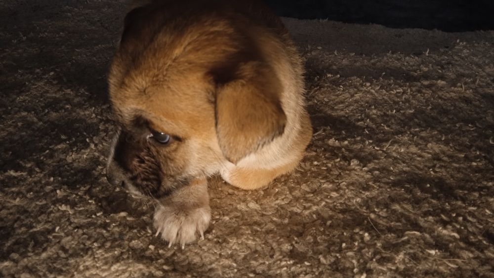 Щенки менше місяцю