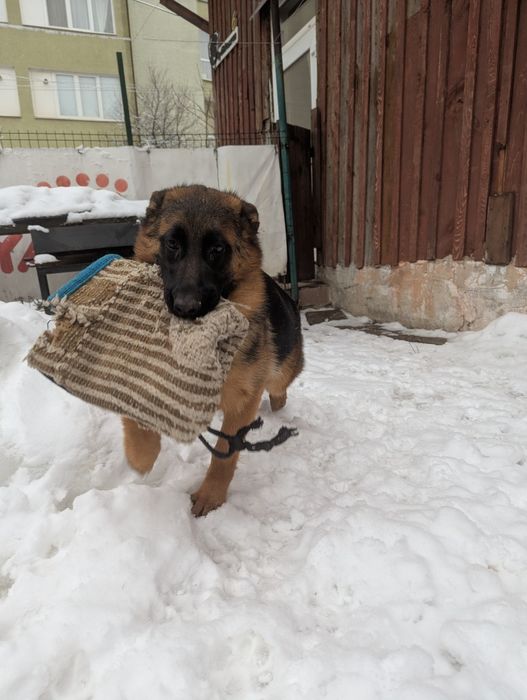 Німецька вівчарка