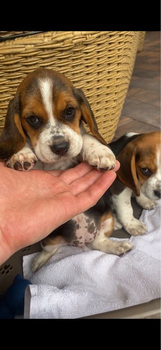 BeagleTricolor! Wybitne z rodowodem! Paszport